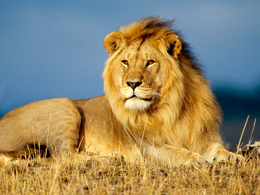 lion